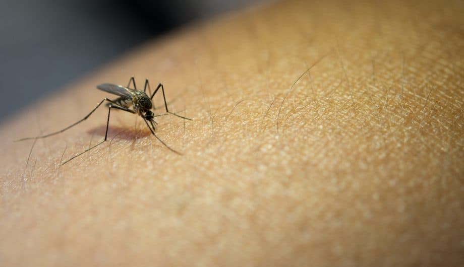 Cachoeiro de Itapemirim: Seleção Nacional para Monitoramento de Resistência de Mosquitos