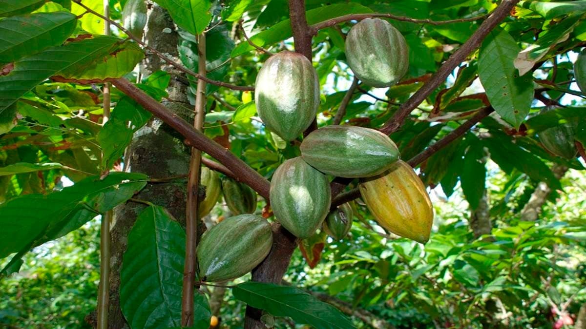 Cacau Capixaba Alcança Recorde Histórico