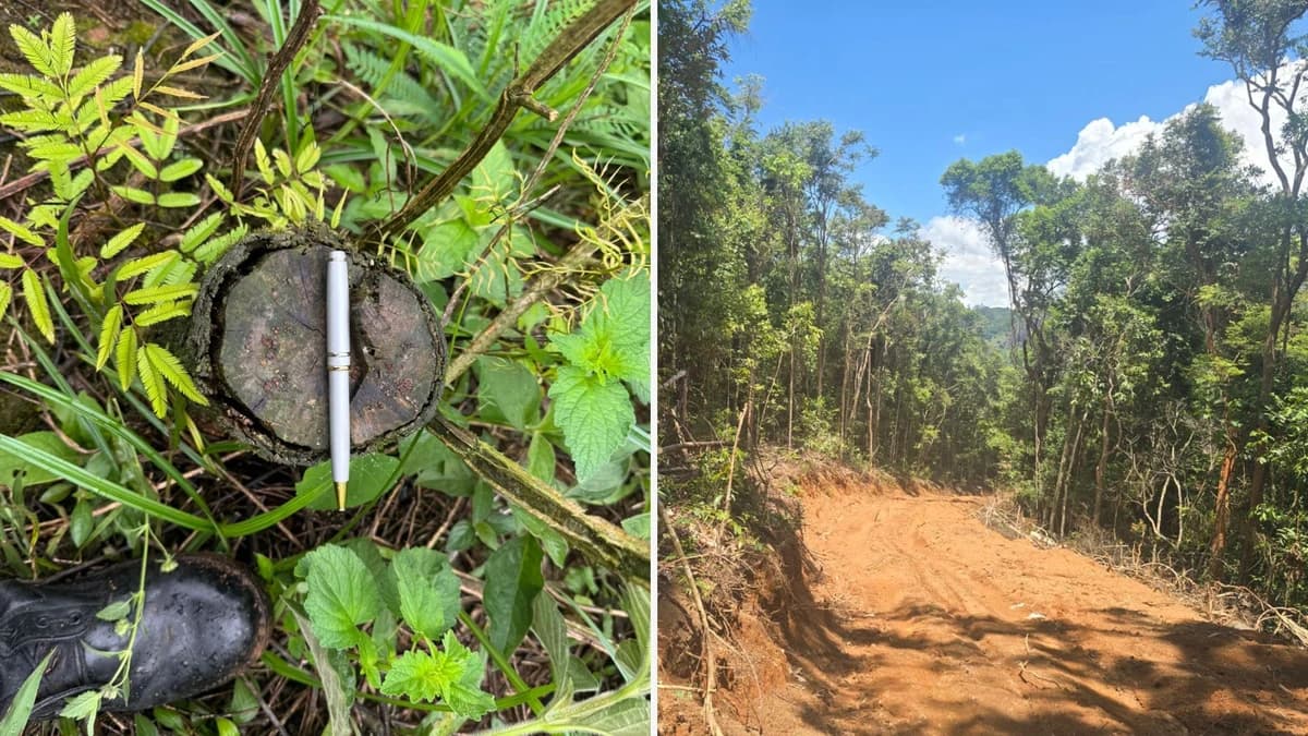 Alerta no ES: Desmatamento da Mata Atlântica se Agrava