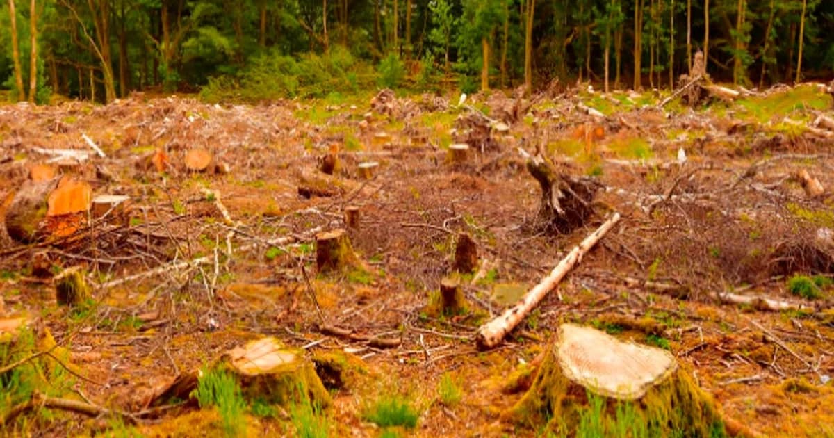 Empresário é Preso por Desmatamento Ilegal e Descumprimento de Embargo Ambiental