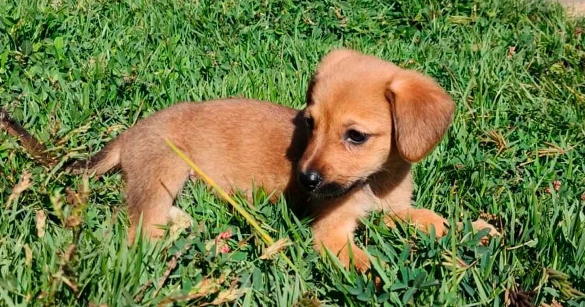 Cachoeiro Celebra Bem-Estar Animal com Adoção e Vacinação Gratuitas