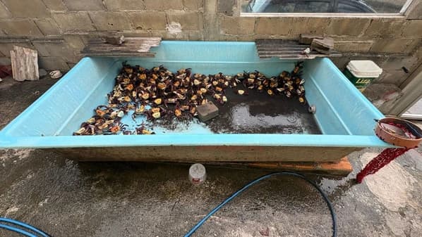 Operação em Anchieta: Preso Suspeito de Homicídio e Apreendidos Animais Silvestres e Marinhos