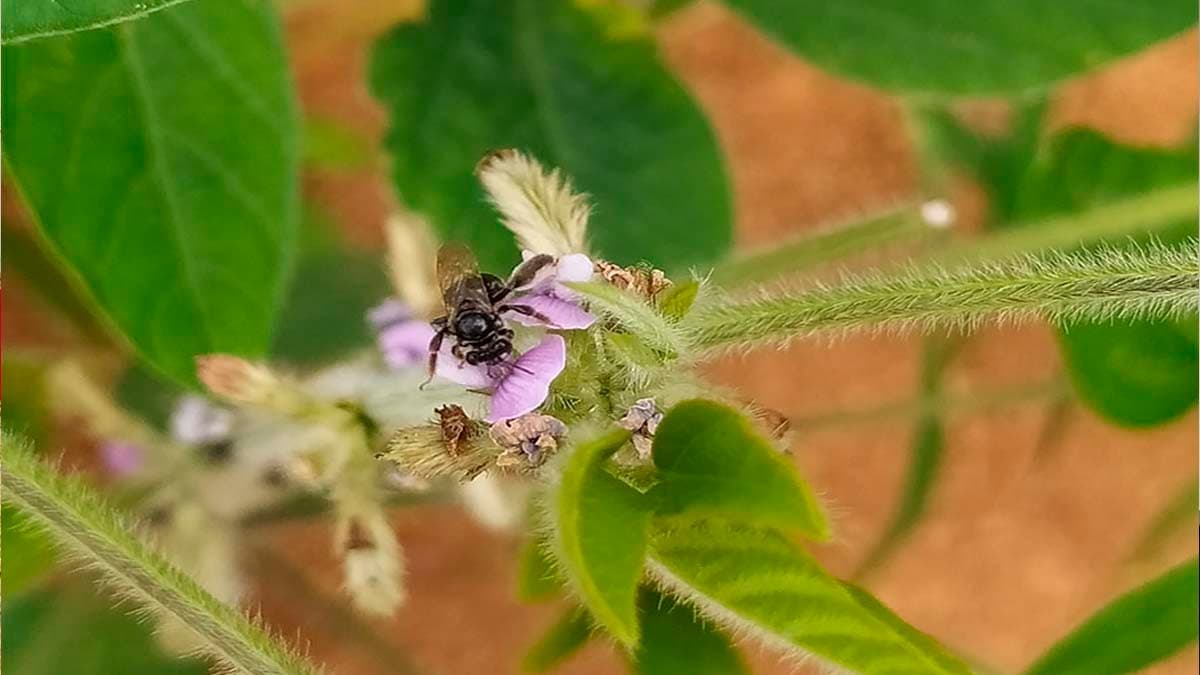 Abelhas Nativas: Novas Espécies Desvendam Potencial para Soja Sustentável