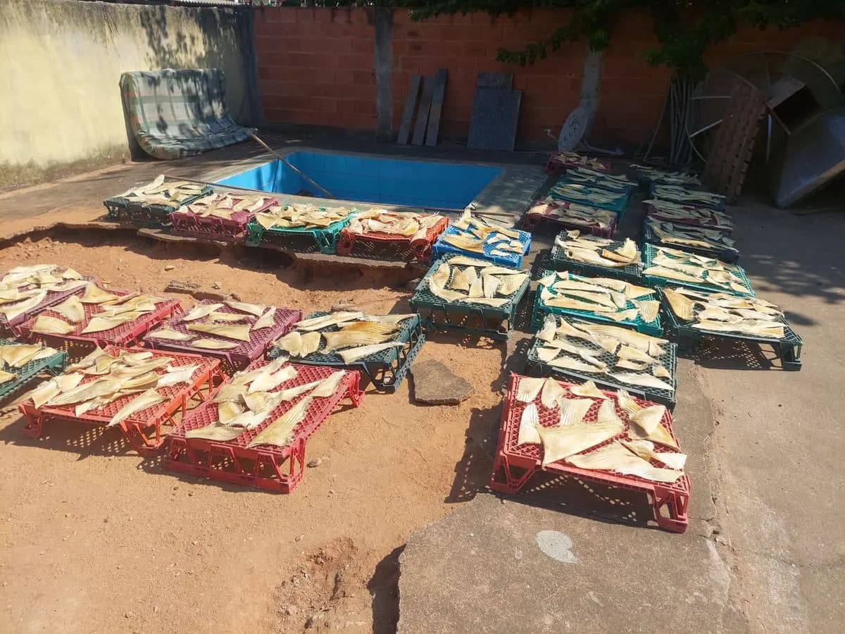 Polícia Federal Combate Pesca Ilegal e Contrabando de Barbatanas de Tubarão