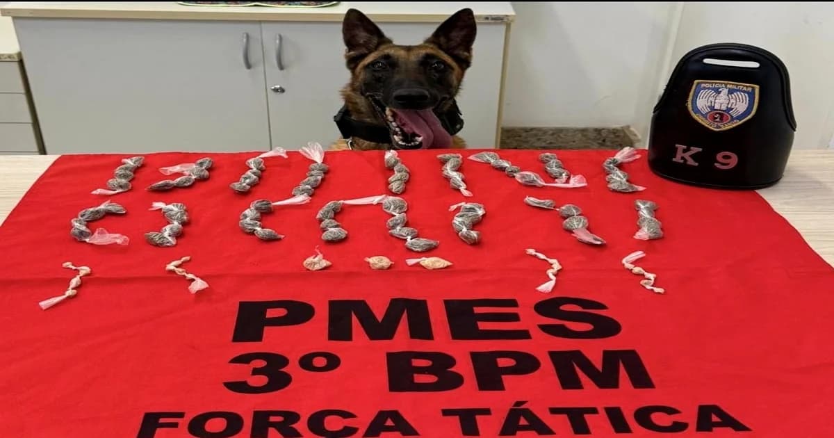Operação K9 em Alegre Resulta em Grande Apreensão de Drogas