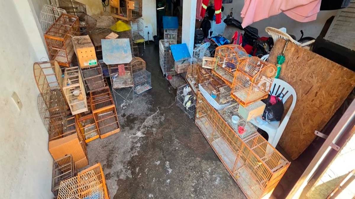 Resgate Massivo de Aves Exoticadas e Silvestres em Vila Velha