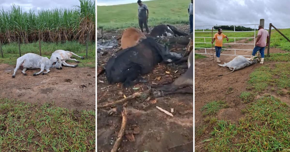 Raio Mortal: Tempestade Devasta Rebanho em Presidente Kennedy