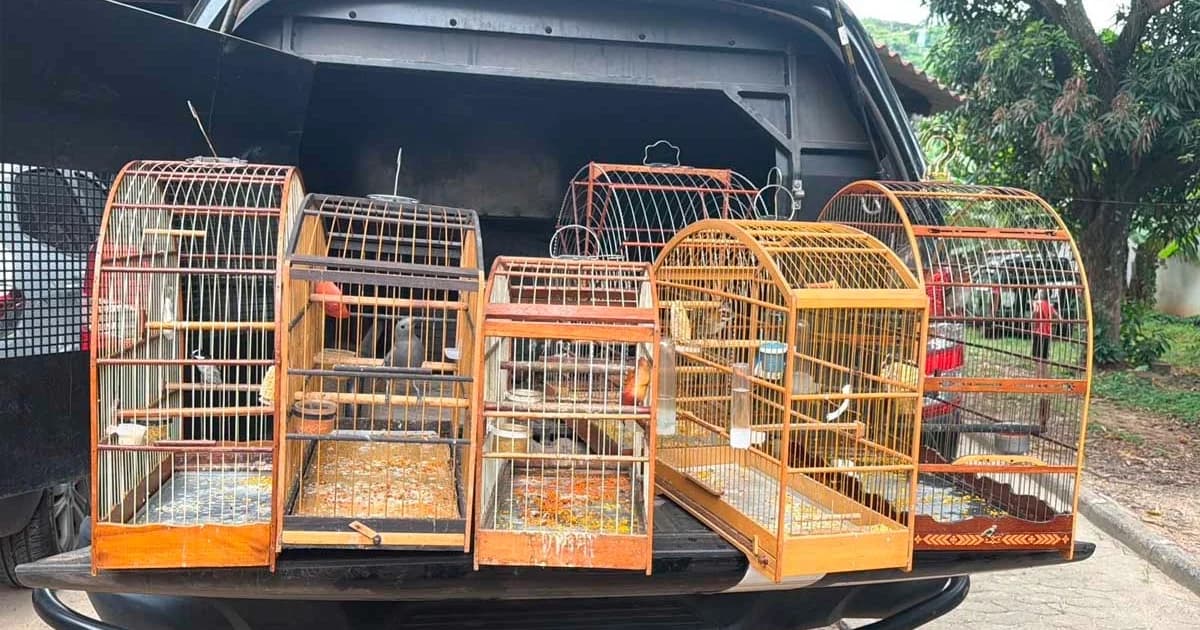 Fauna Silvestre Resgatada em Cariacica