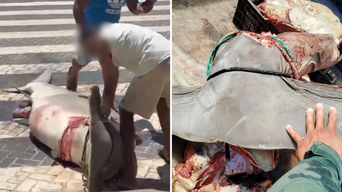 Três pescadores são detidos após apreensão de tubarão-martelo em Guriri