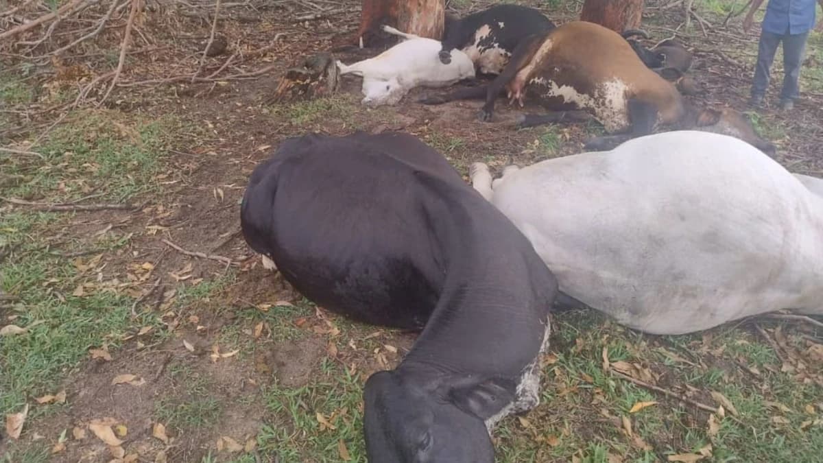 Raio Fatal: Oito Bovinos Morrem em Presidente Kennedy