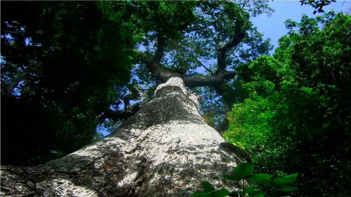 Eleições para Conselho Consultivo do Parque Mata das Flores são definidas