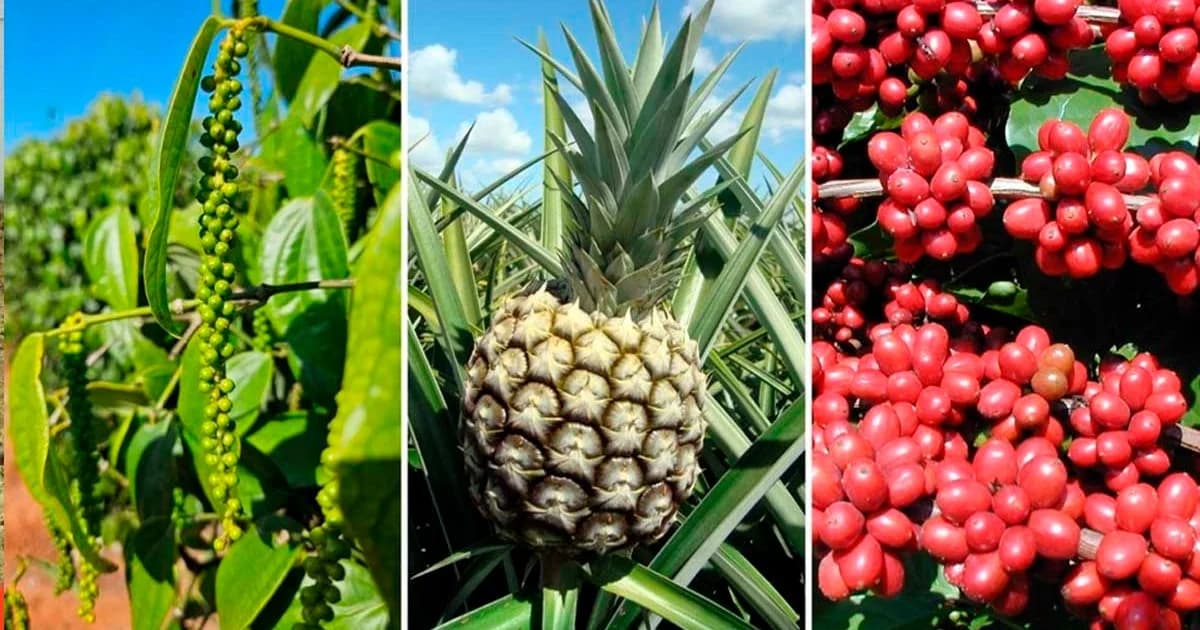 Agricultura Capixaba Resiliente: Inovação Contra Crise Climática