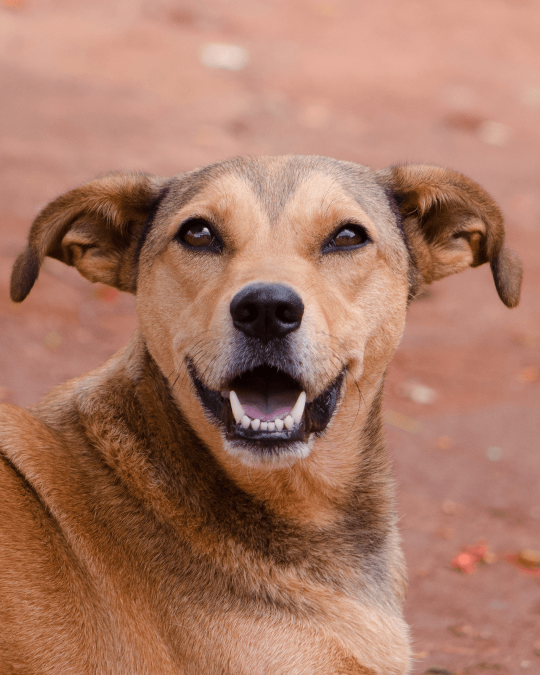 Iniciativa Popular Busca Endurecer Leis Contra Maus-Tratos a Animais em Cachoeiro de Itapemirim