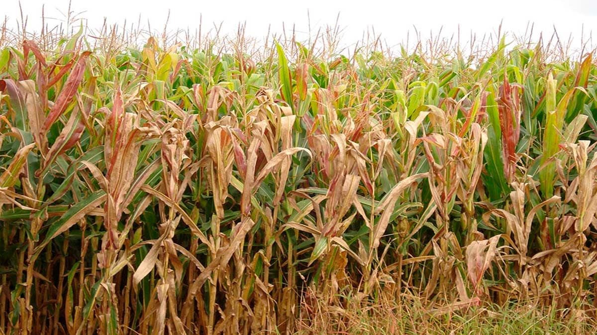 Praga do Milho Causa Rombo Bilionário no Agronegócio Brasileiro
