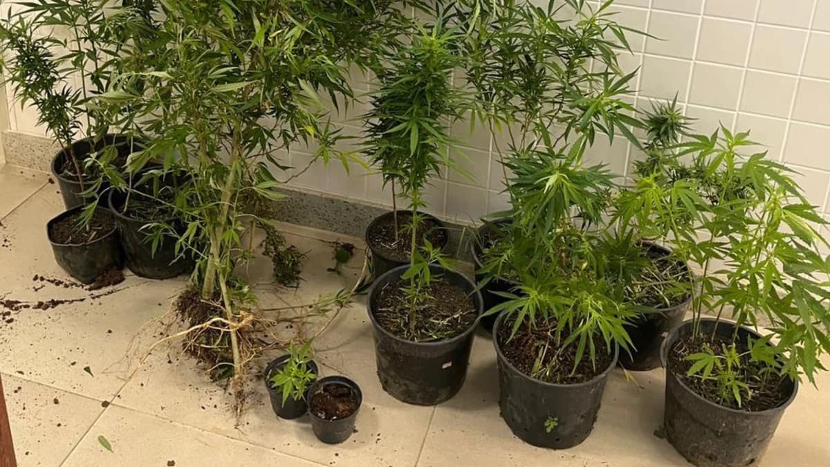 Hostel em ES: Proprietário Preso por Tráfico de Drogas e Cultivo de Maconha