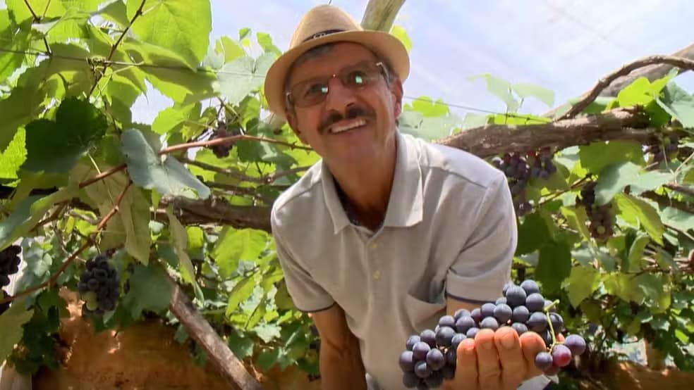 Parreira Gigante Surpreende com Produção Excepcional no Espírito Santo