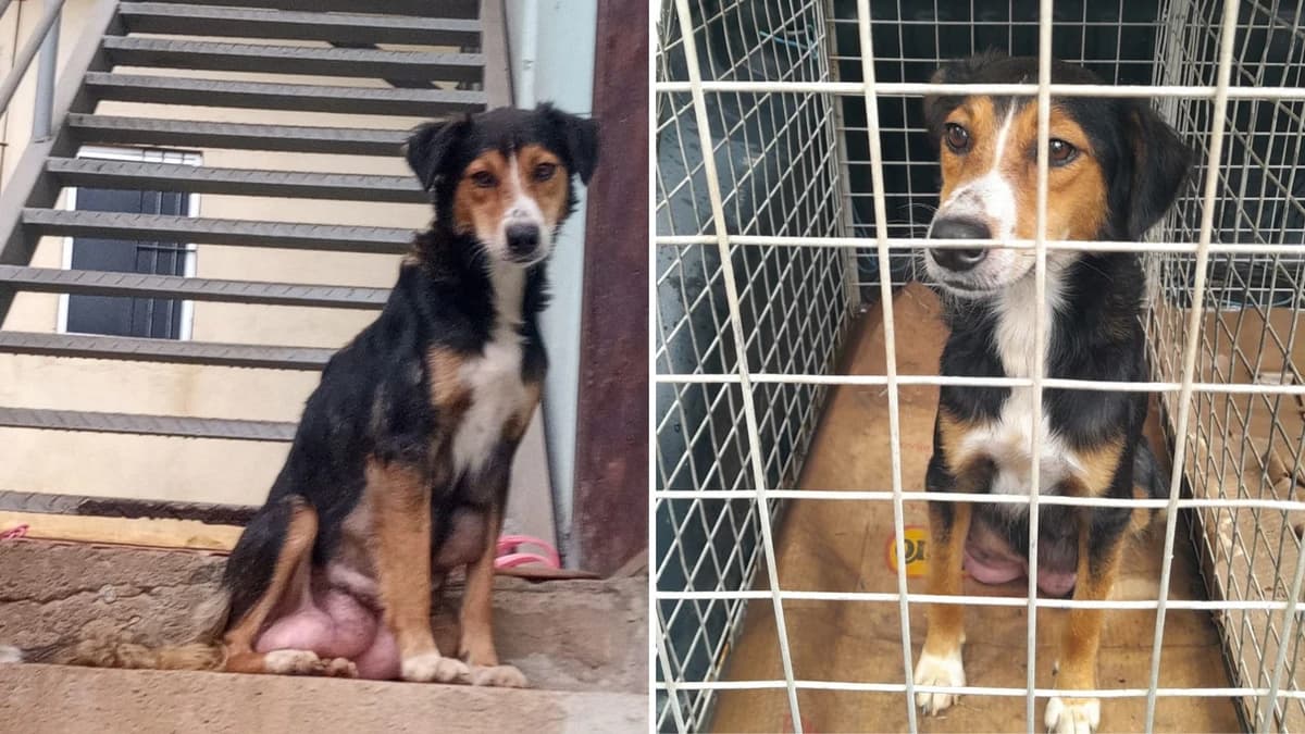 Cachorrinhos Abandonados Encontram Novos Lares