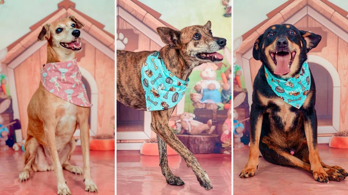 ONG fecha abrigo e procura lar para treze cachorros em Cachoeiro