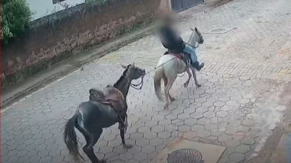 Jovem de 16 anos é principal suspeito de matar égua a facadas no ES