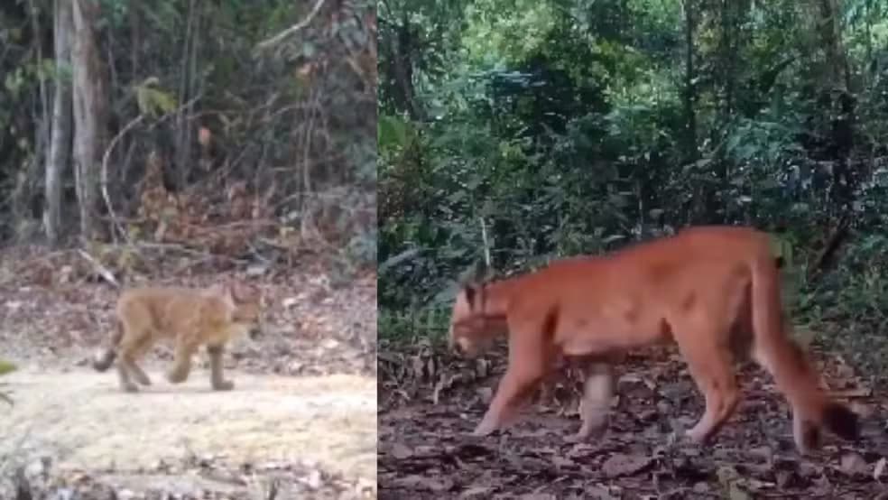 Raridade na Mata Atlântica: Filhotes de Onça-Parda Trigêmeos Florescem em Sooretama