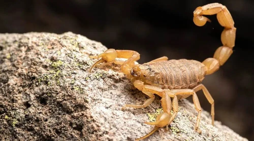 Escorpiões em Alta: Marataízes Emite Alerta e Orienta População