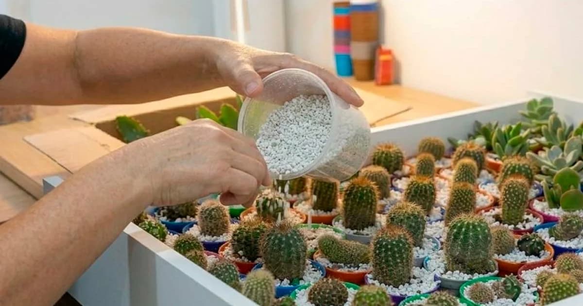 Cachoeiro lança projeto de jardinagem terapêutica para crianças acolhidas