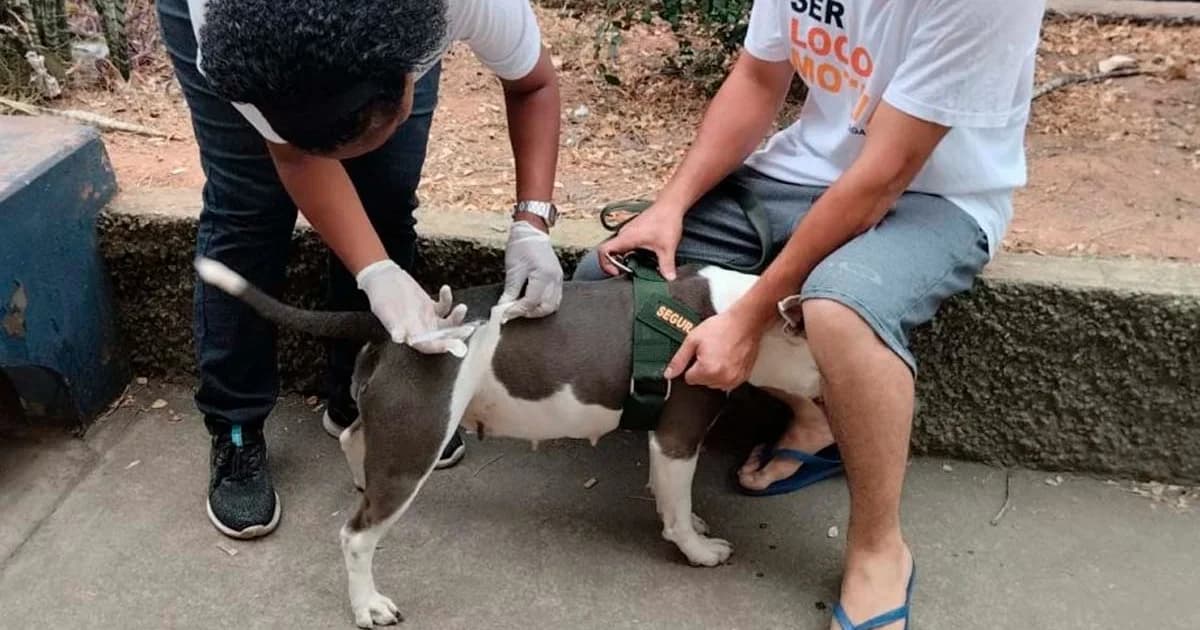 Cachoeiro de Itapemirim Inicia Vacinação Antirrábica em Massa