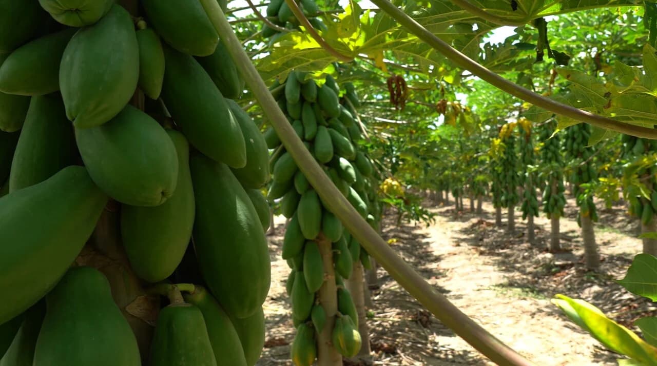 Acordo Mercosul-UE Impulsiona Agronegócio Capixaba com Projeções de Crescimento para 2026