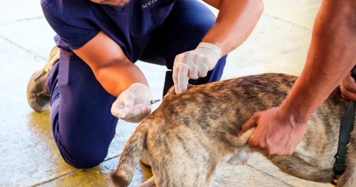 Cachoeiro Intensifica Vacinação Antirrábica Animal