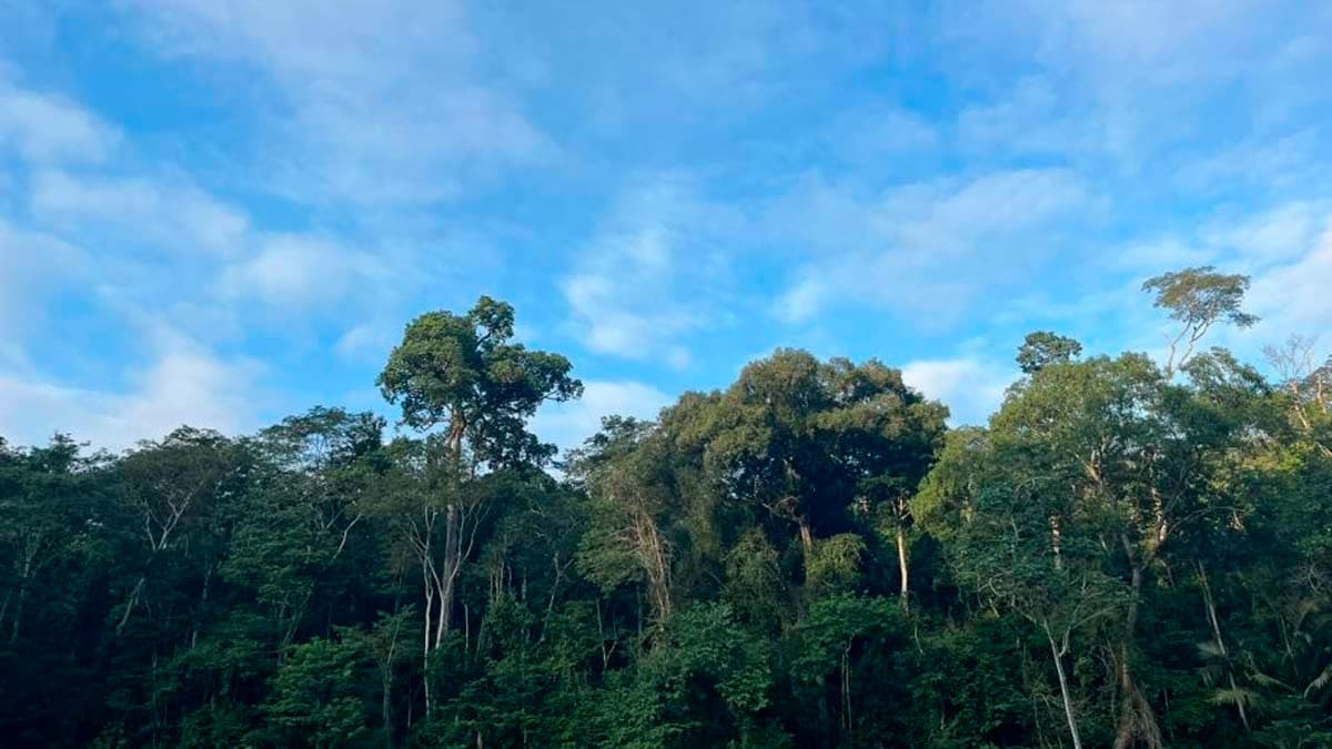 Primatas Morrem em Unidade de Conservação do ES; ICMBio Esclarece Causas