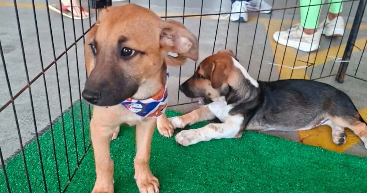 Feira da Bondade de Cachoeiro Destina Espaço ao Bem-Estar Animal