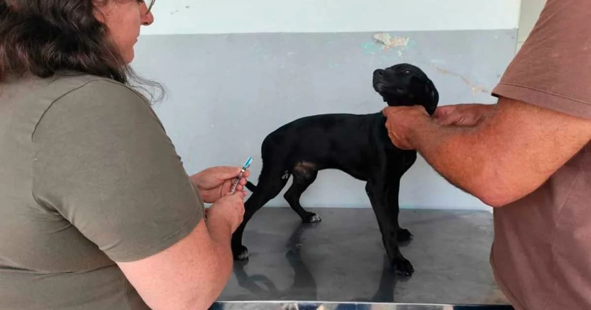 Cachoeiro Oferece Imunização Gratuita de Cães