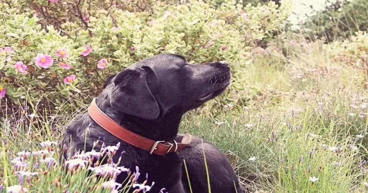 Aquecimento Global Amplifica Ameaça de Doença Parasitária em Cães