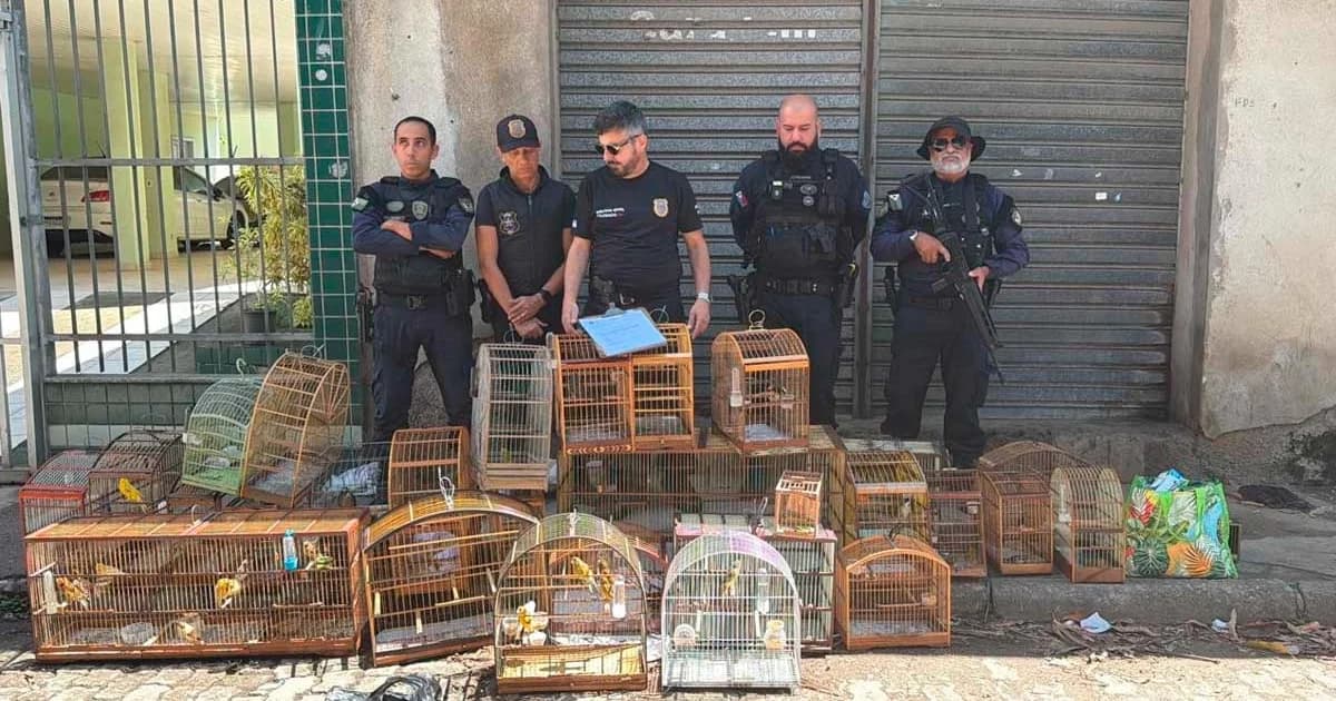 Combate ao Tráfico de Animais Silvestres: 15 Pássaros Resgatados em Feira de Vila Velha