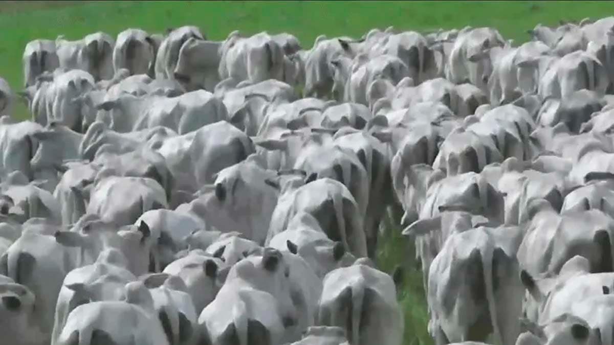 China Alerta: Surto de Febre Aftosa Ameaça Pecuária Nacional